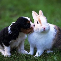 Heart worms In Dogs What They Are & What To Do
